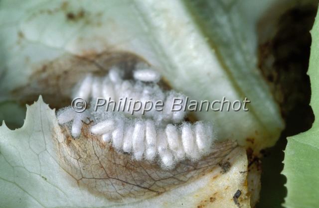 apanteles cocons.JPG - Chenille de Piéride parasitée par des micro hyménoptères Apanteles sp. (cocons)ParasitoïdeHymenoptera, BraconidaeFrance